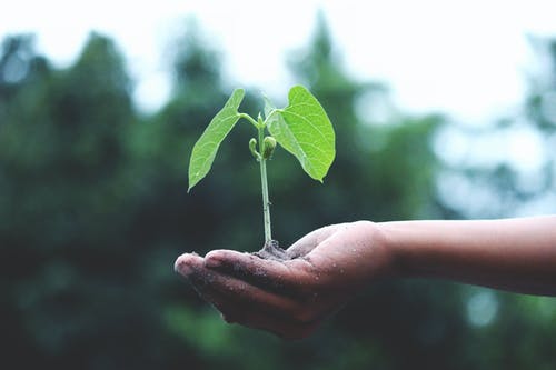 Hand holding seedling