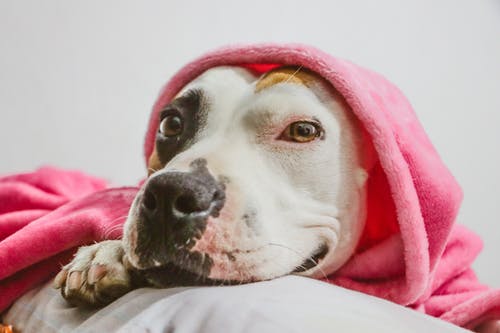 Pitbull wrapped in a pink blanket. 