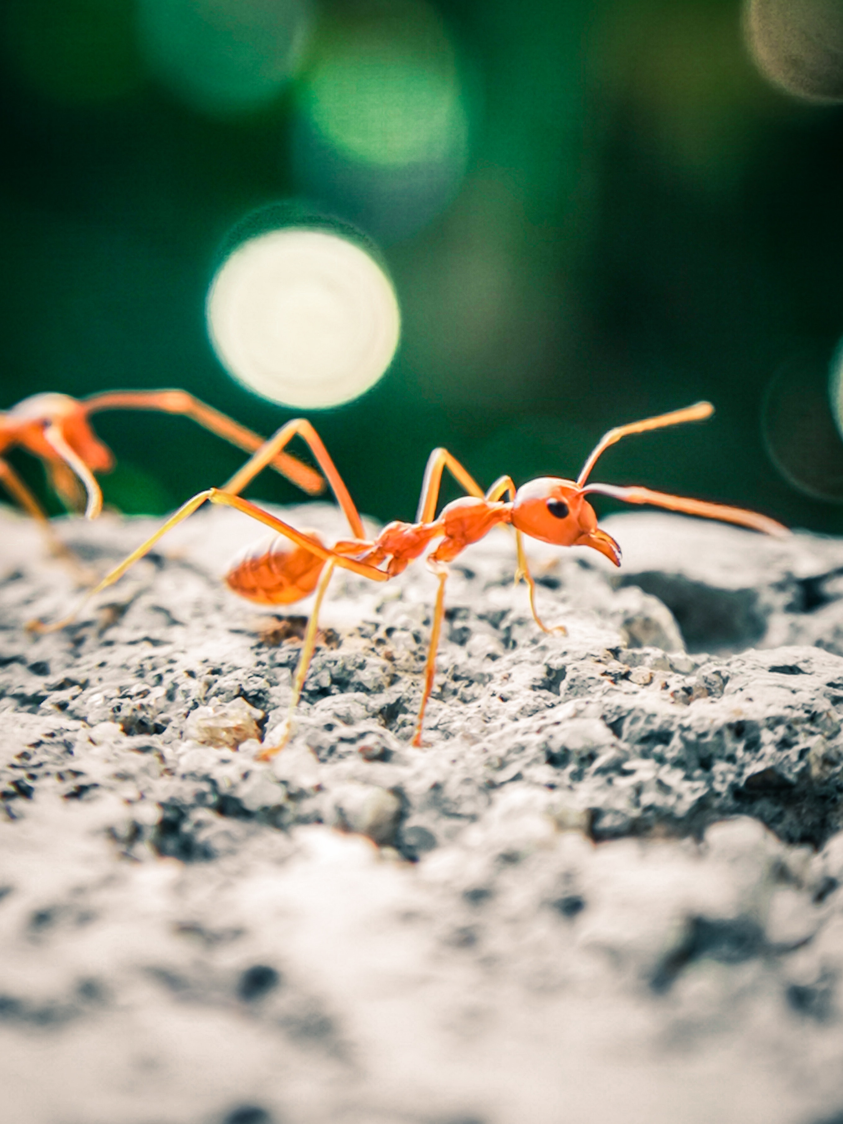 A closeup photo of a red ant. 