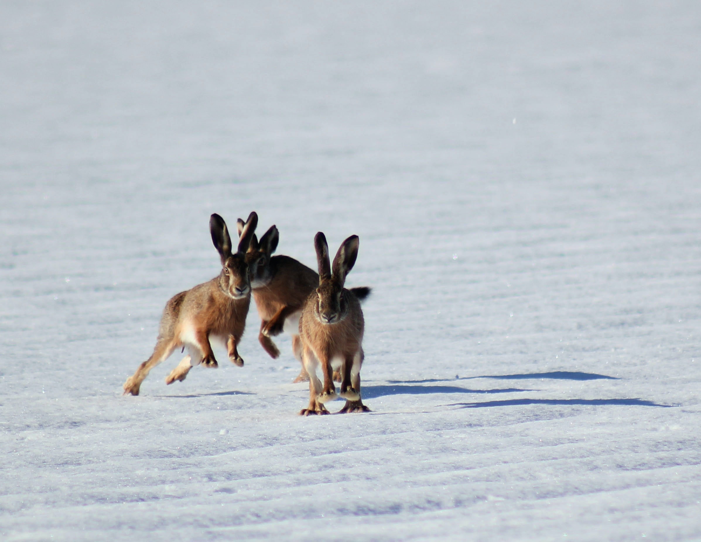 Brown%20rabbits%20in%20the%20white%20snow.%20