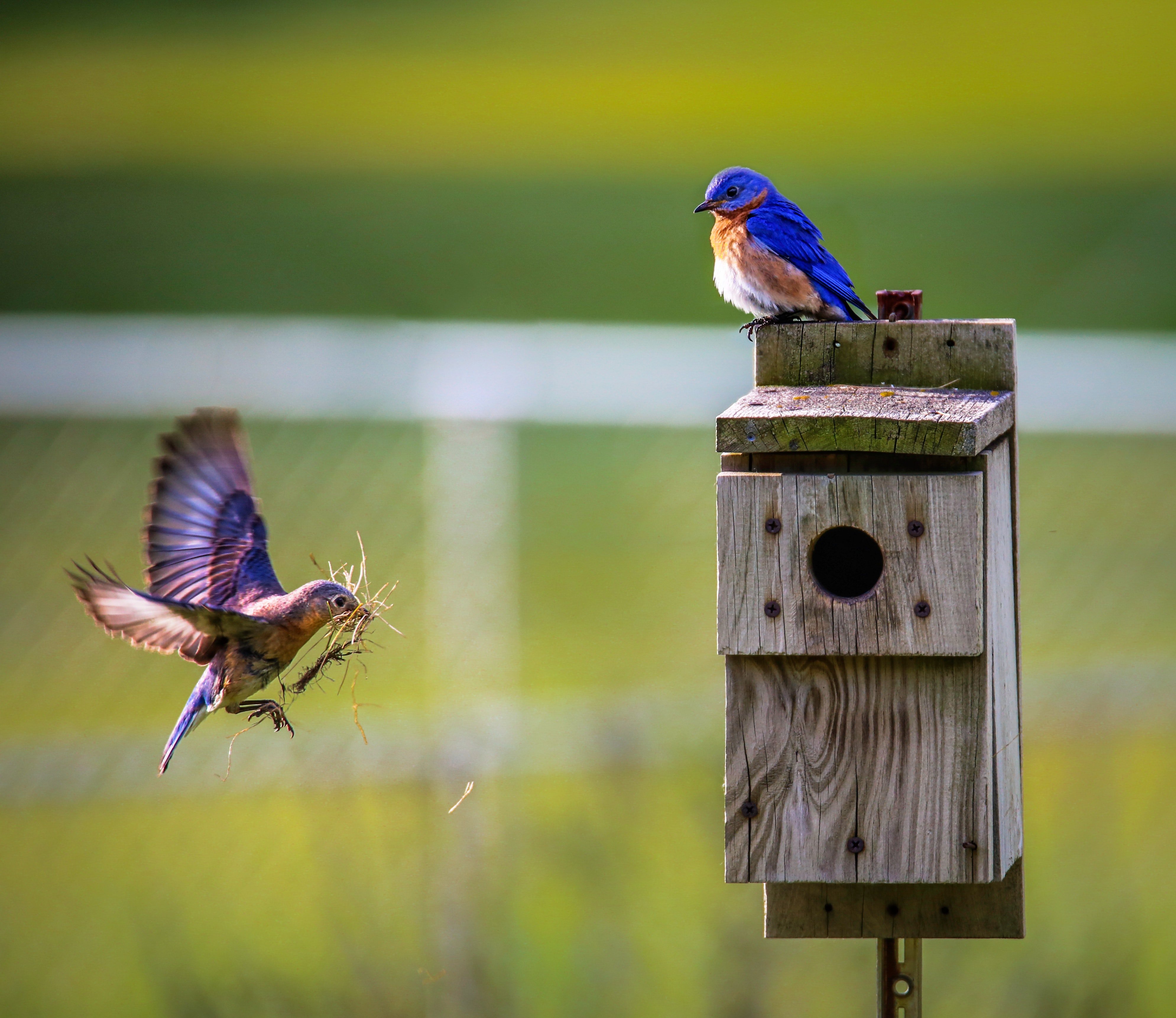 one bird flying towards a wooden birdhouse, while a second bird sits on top of the birdhouse 