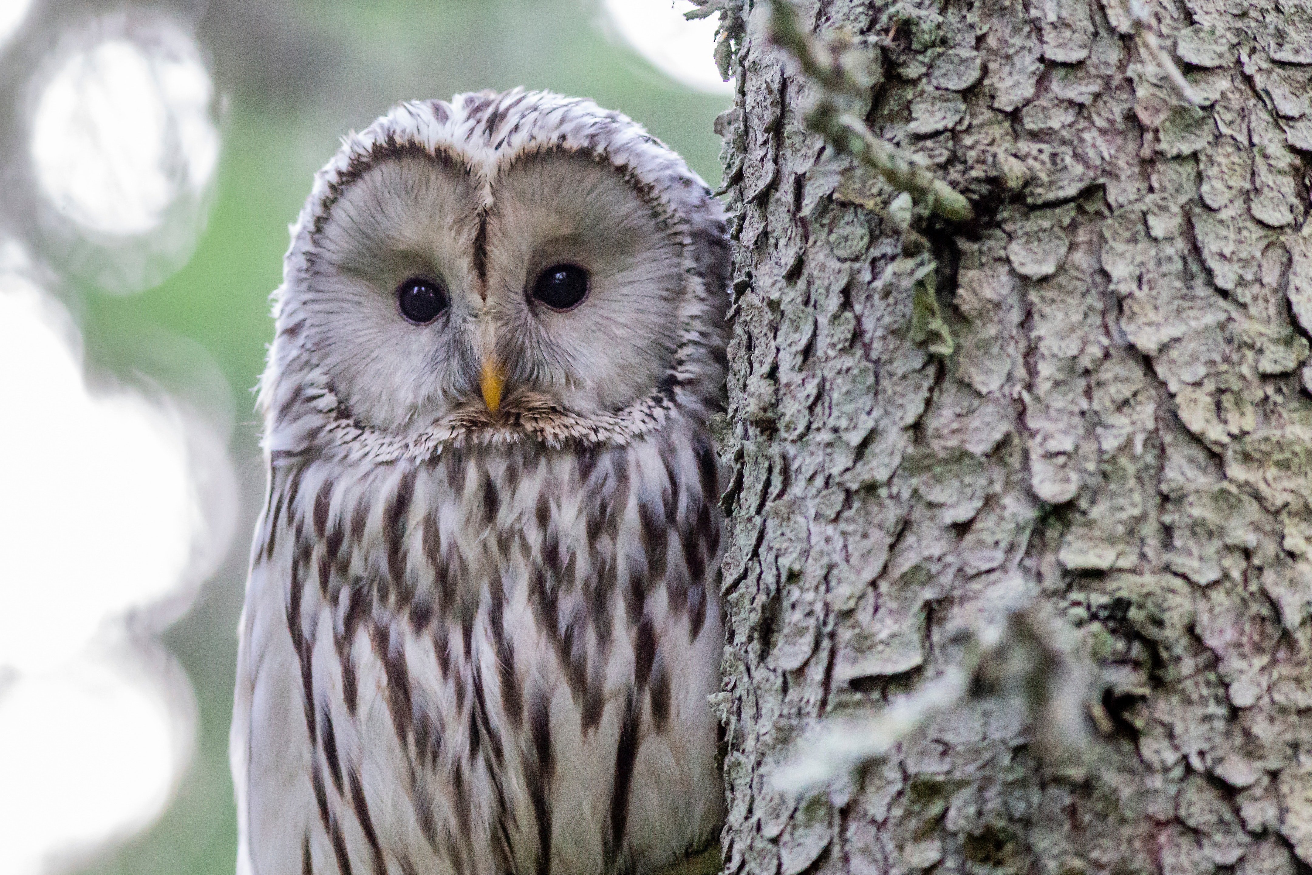 Owl looking out from behind a tree