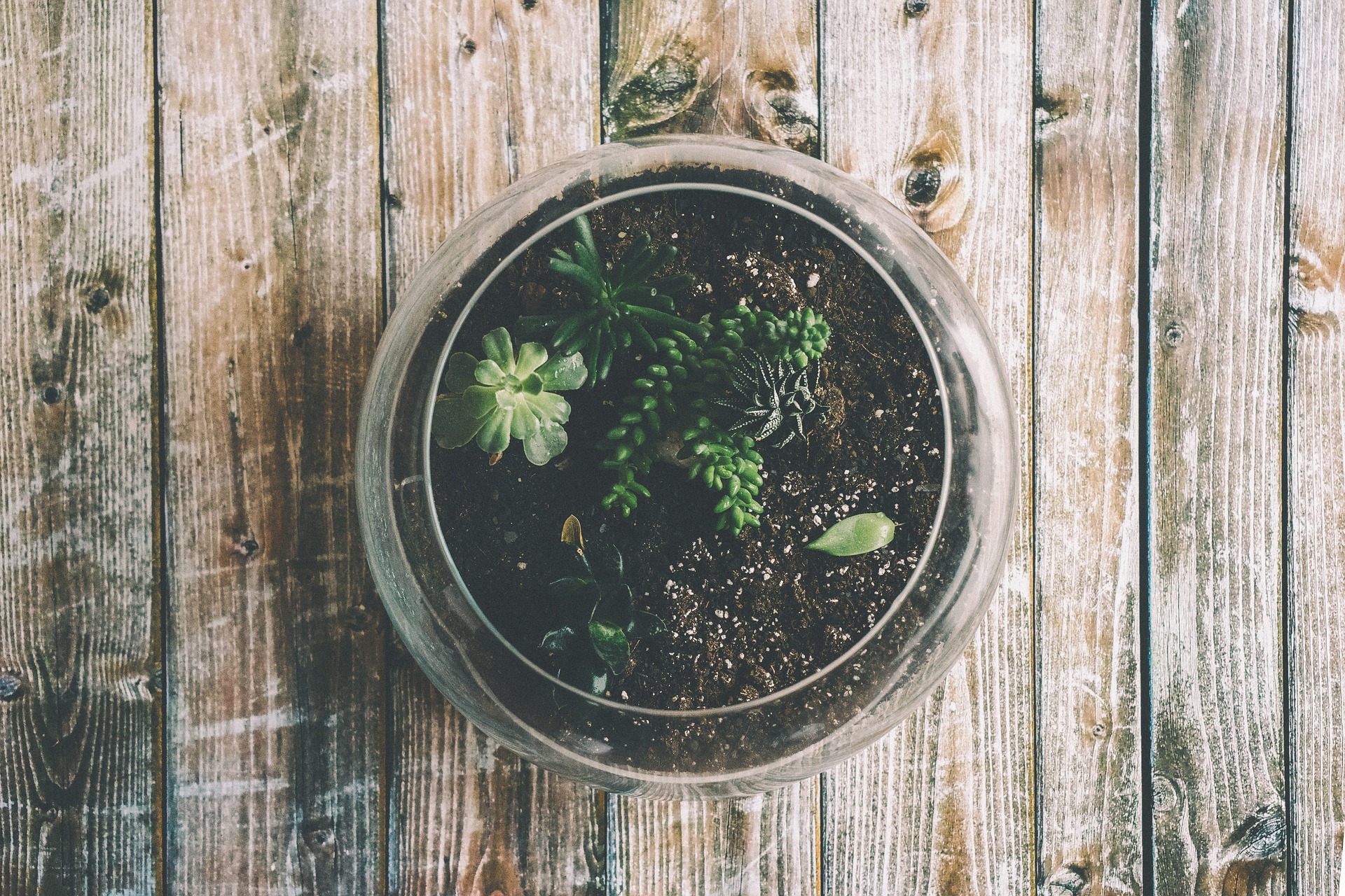 As seen from above: bowl of small succulents sits on top of a wooden table.