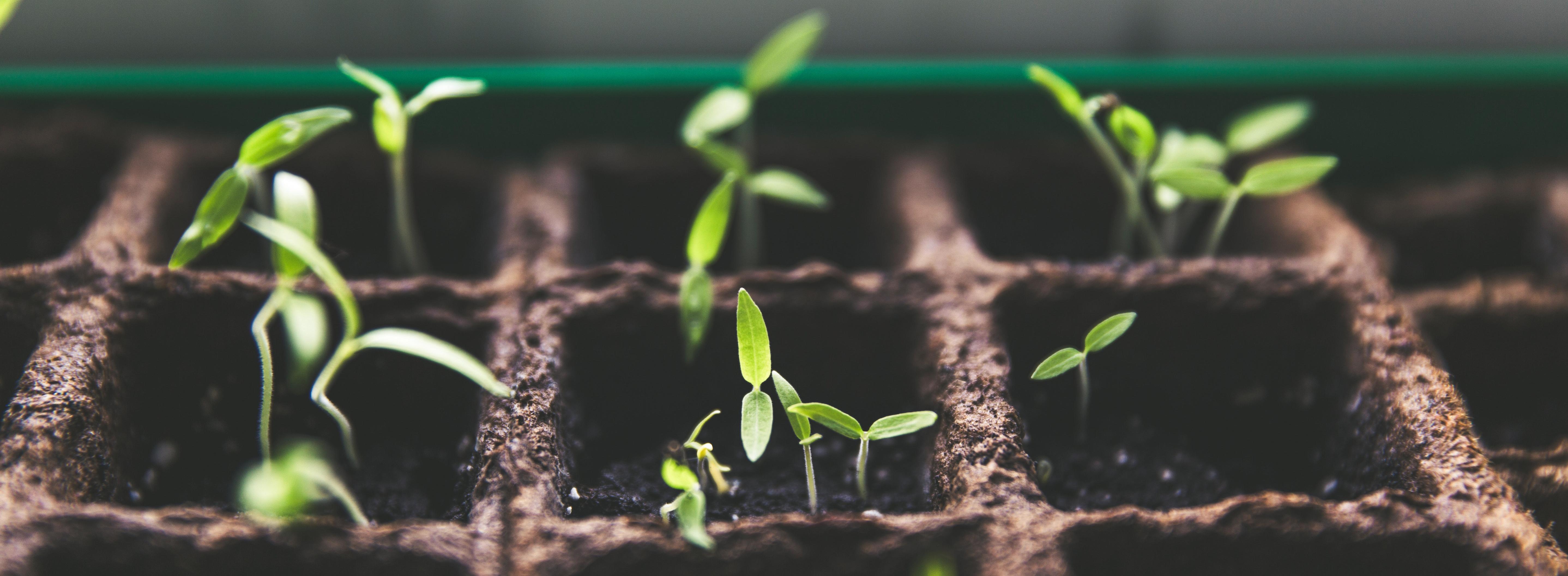 Small seedlings sprouting in cardboard starter tray