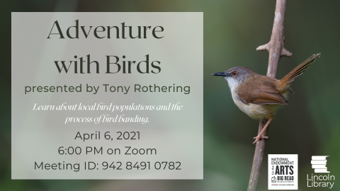 Adventure with Birds