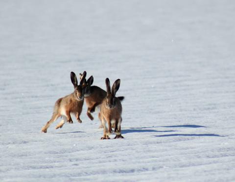 Brown rabbits in the white snow. 
