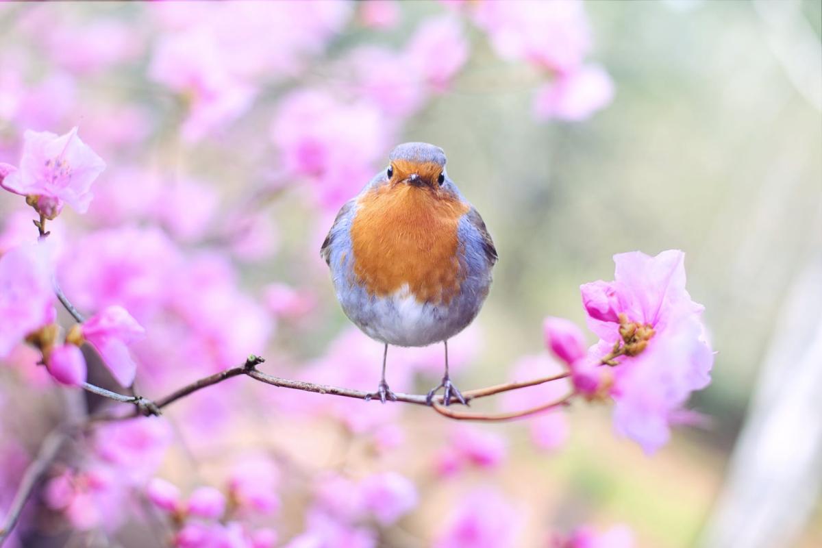 Bird on a flowering tree branch 